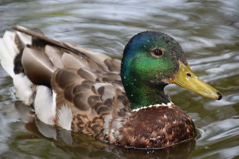 Wilde eend | DierenWiki | Vogels | Wilde eend